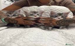 Maine Coon cats for sale: Stunning Maine Coon Litter Of Kittens Ready Now - Advert 1