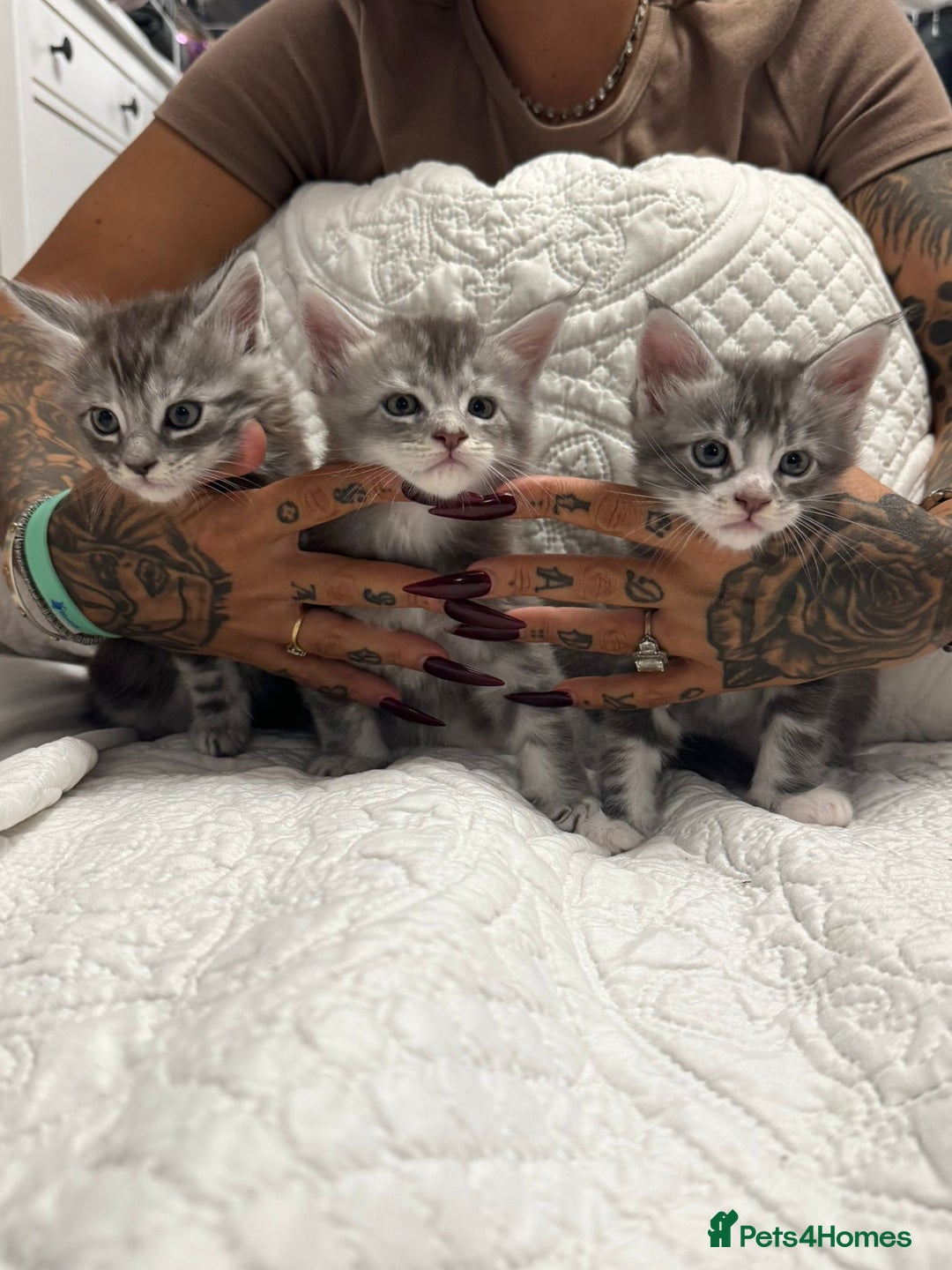 Maine Coon cats for sale: Stunning Maine Coon Litter Of Kittens Ready Now - Advert 1