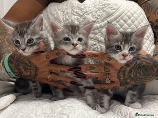 Maine Coon cats Stunning Maine Coon Litter Of Kittens Ready Now - Advert 1