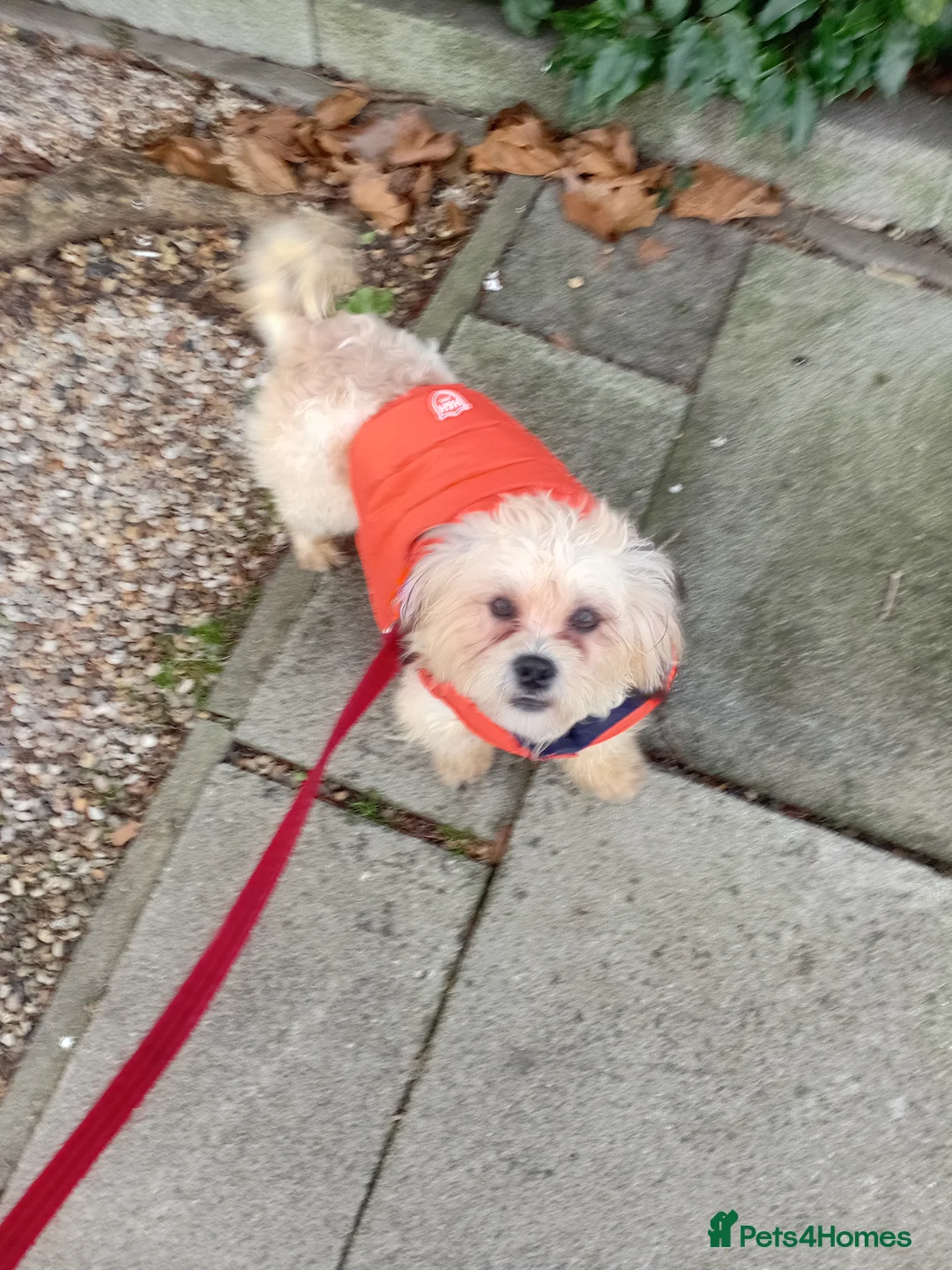 Mixed Breed dogs for sale: Adorable Maltese/Lhasa Apso puppies  - Advert 3