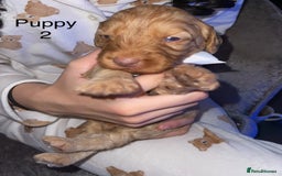 Cockapoo dogs for sale: Adorable 🐶 Cockapoo Pups 🐶 x6 Ready for new home - Advert 6