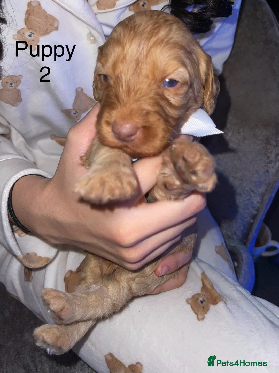 Cockapoo dogs for sale: Adorable 🐶 Cockapoo Pups 🐶 x6 Ready for new home - Advert 6