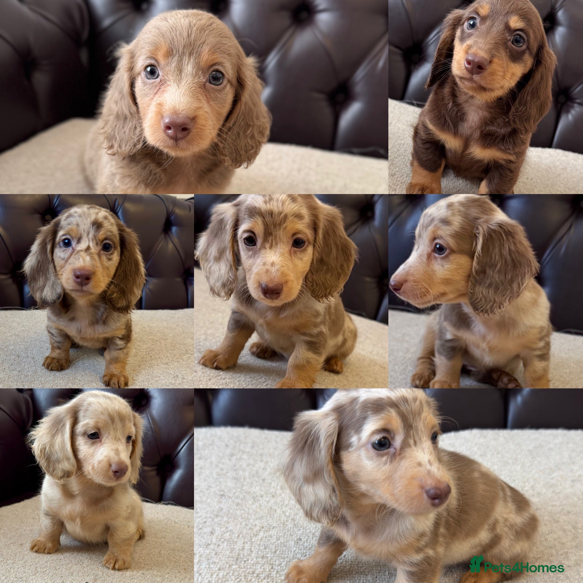 Miniature Dachshund dogs Dachshund miniature long hair  - Advert 11