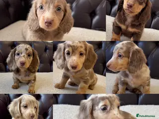 Miniature Dachshund dogs Dachshund miniature long hair - Advert 5