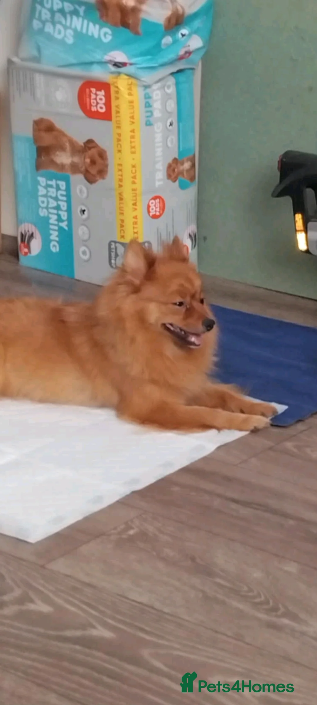 Pomchi dogs for sale: Pomchi puppies - Advert 31