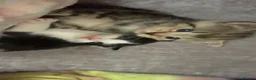 Mixed Breed cats for sale: Kittens  in Manchester - Advert 5
