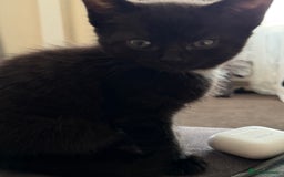 Mixed Breed cats for sale: 5 little sweet kitten  - Image 2
