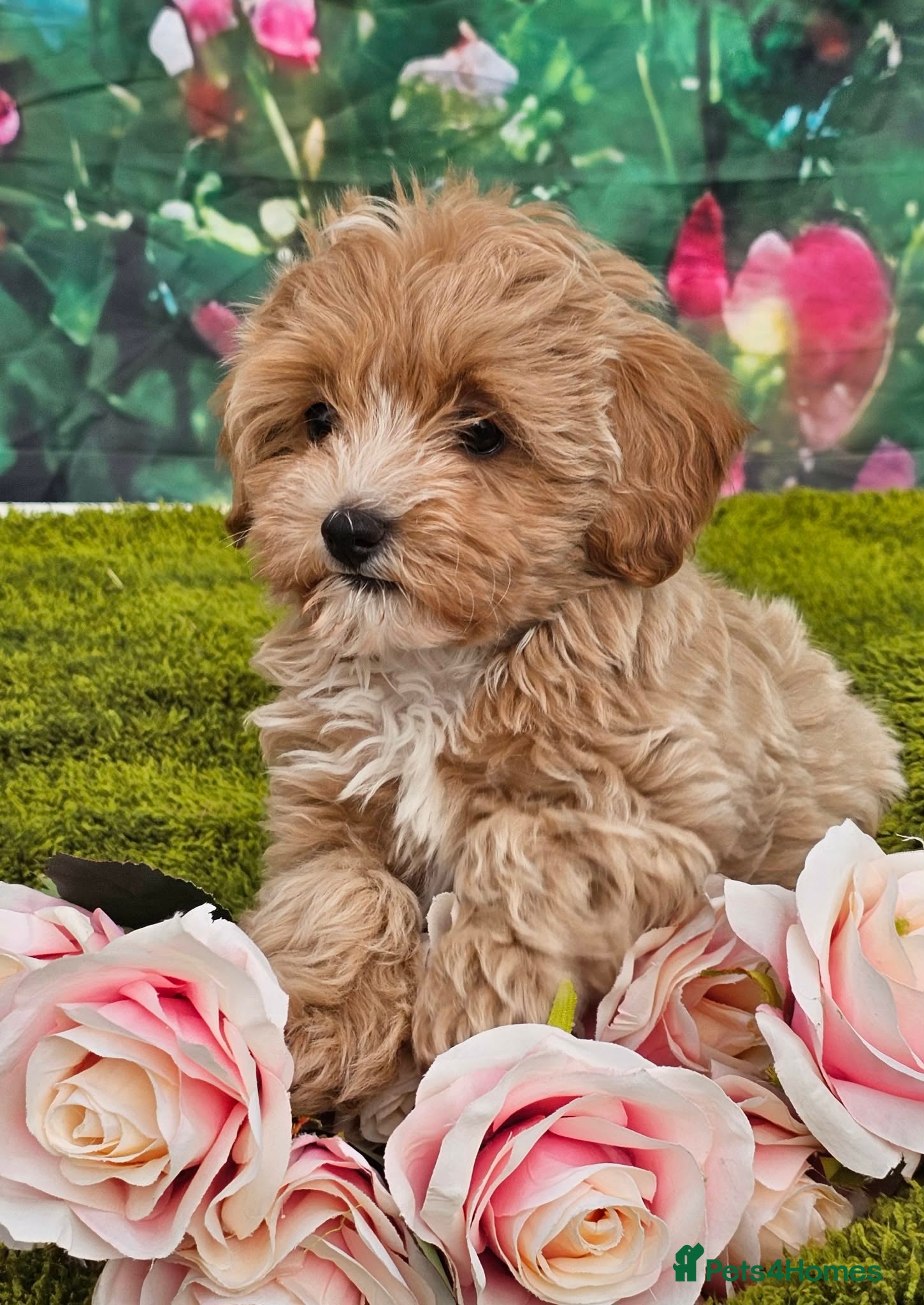 Maltipoo dogs Stunning apricot/pale red maltipoos - Advert 10