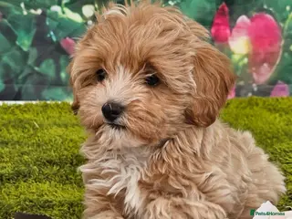 Maltipoo dogs Stunning apricot/pale red maltipoos - Advert 13