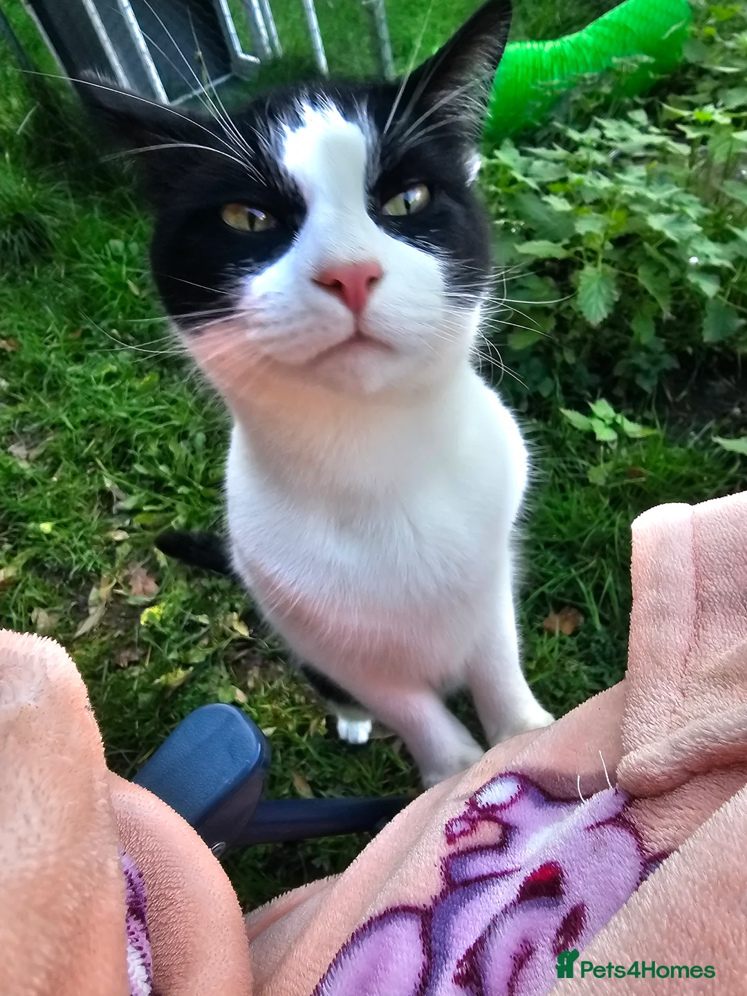 British Shorthair cats for sale: FREE ASAP 3 cats for rehoming due to moving abroad - Advert 3