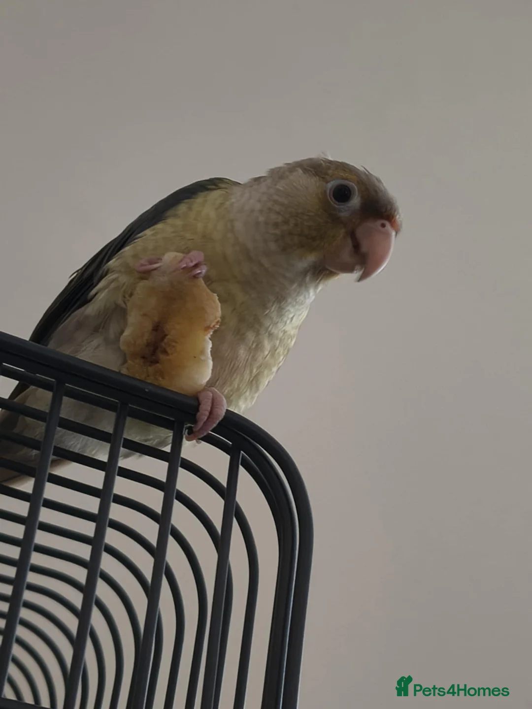 Conures birds for sale: Conure  - Advert 2