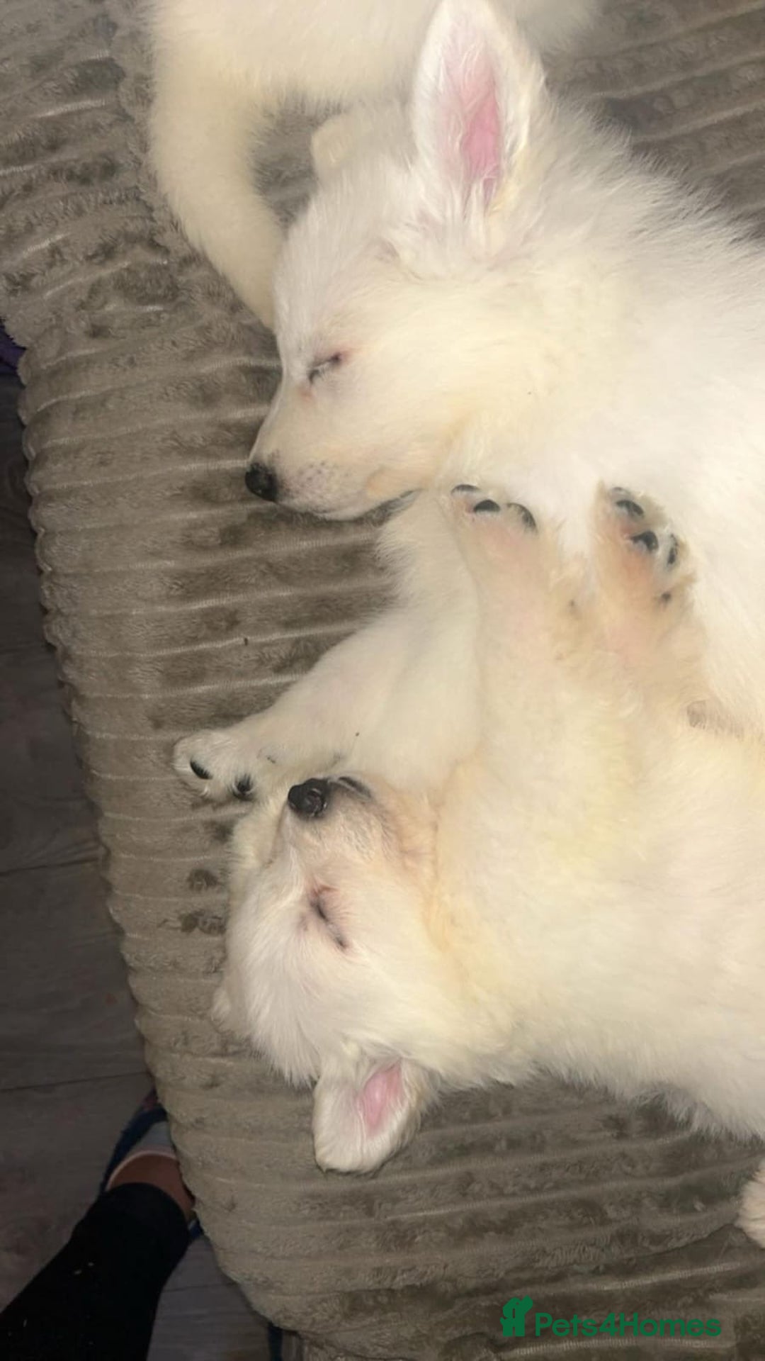 White Swiss Shepherd dogs for stud: Stunning KC WSS for stud  in Arundel - Image 14