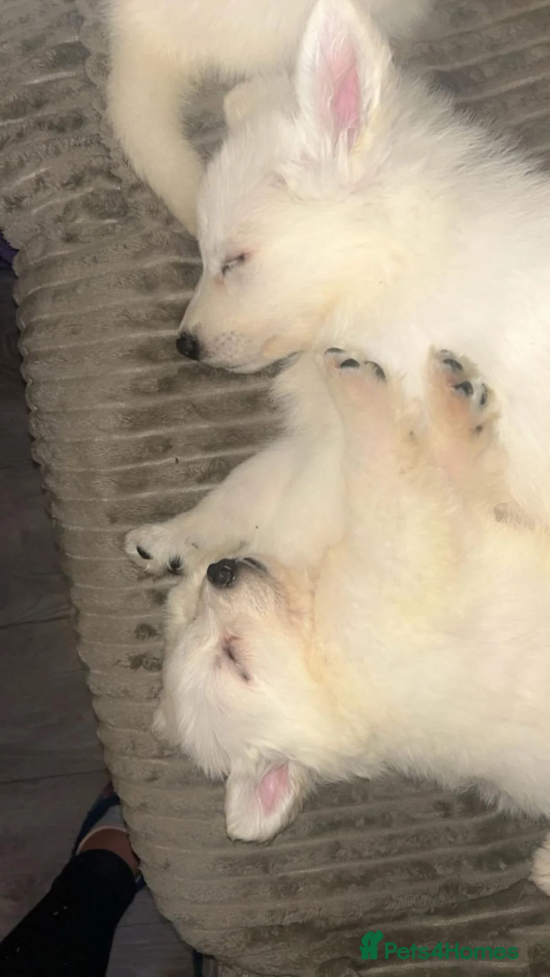 White Swiss Shepherd dogs for stud: Stunning KC WSS for stud  - Advert 16