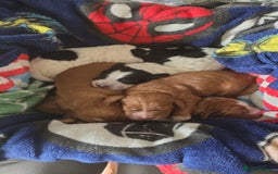 Cocker Spaniel dogs for sale: Pedigree working cocker puppies  - Image 4