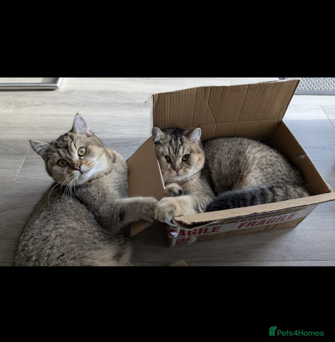 British Shorthair cats for sale: 2 x male BSH brothers - Image 6