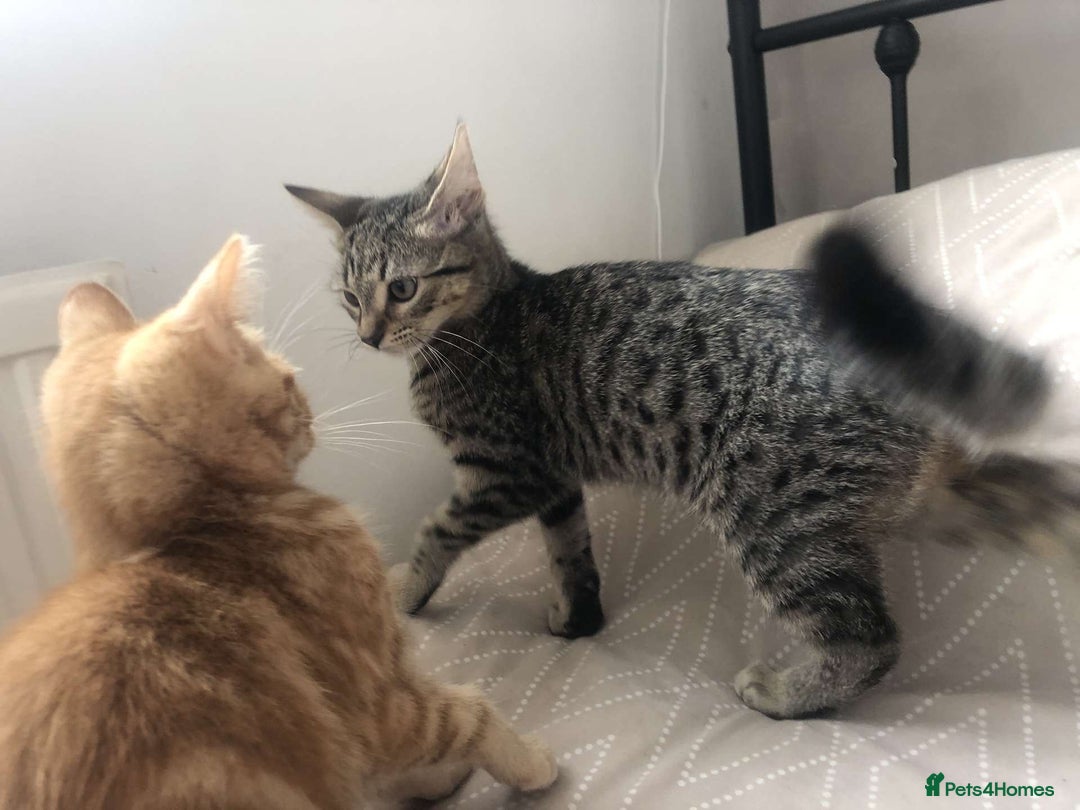 Mixed Breed cats for sale: Kittens for sale - Image 6