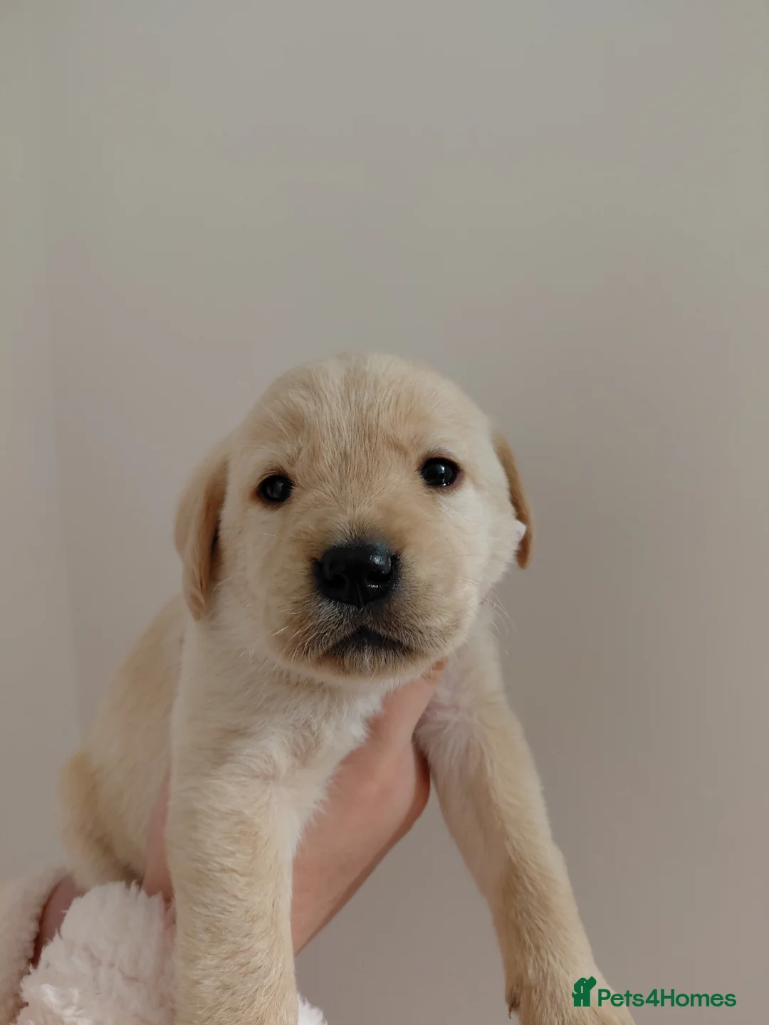 Labrador Retriever dogs for sale: Pure bred labrador puppies - Advert 23