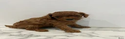 Cavapoo dogs for sale: Health Tested F1b Cavapoos - Advert 4