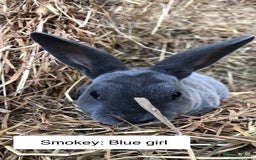 Rex rabbits for sale: Beautiful Purebred Velvet Mini Rex babies  - Image 11