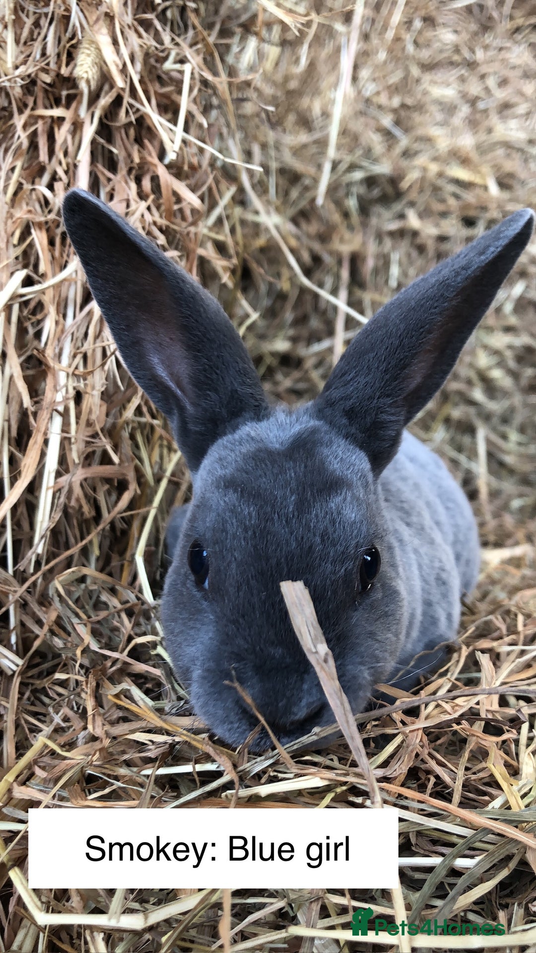 Rex rabbits for sale: Beautiful Purebred Velvet Mini Rex babies  - Image 11
