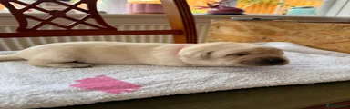 Labrador Retriever Puppy 5