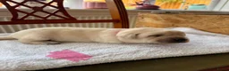 Labrador Retriever dogs for sale: Beautiful litter of Pedigree Yellow Labrador   in Waltham Abbey - Advert 7