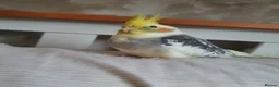 Cockatiels birds for sale: TAMED PAIR COCKATIELS (includes everything) in Stalybridge - Advert 5