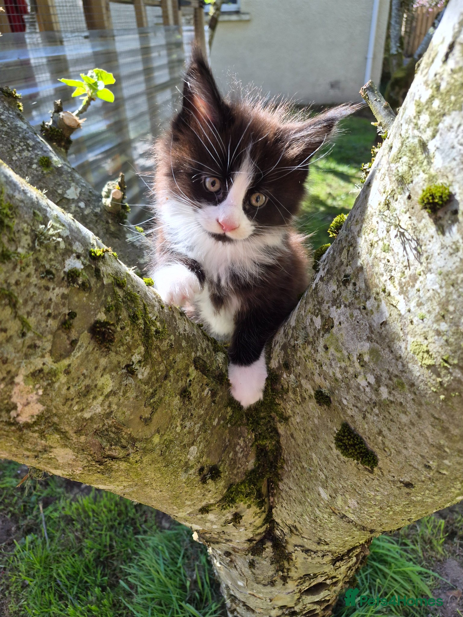 Maine Coon cats XL maine coon kittens for sale  - Advert 4