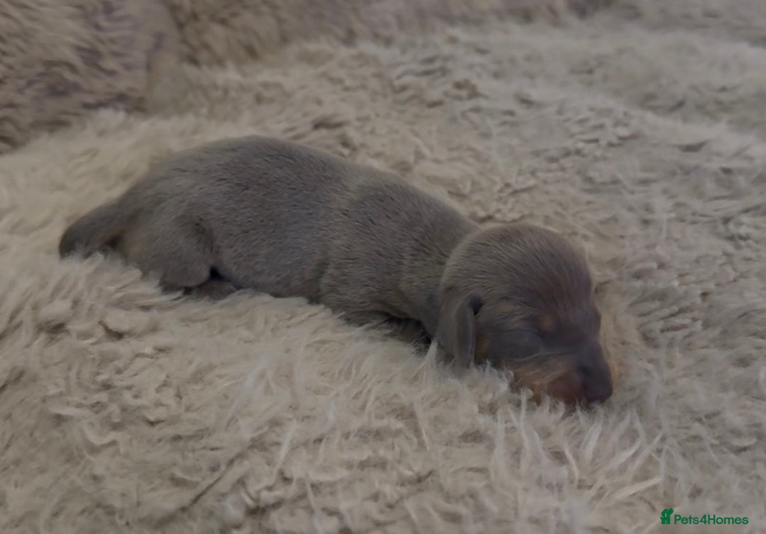 Miniature Dachshund dogs for sale: Beutiful mini dachshund pups  - Advert 12