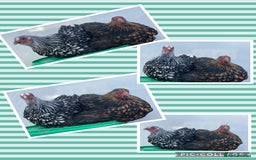 Chickens poultry for sale: Chickens Point of lay hens - Image 5