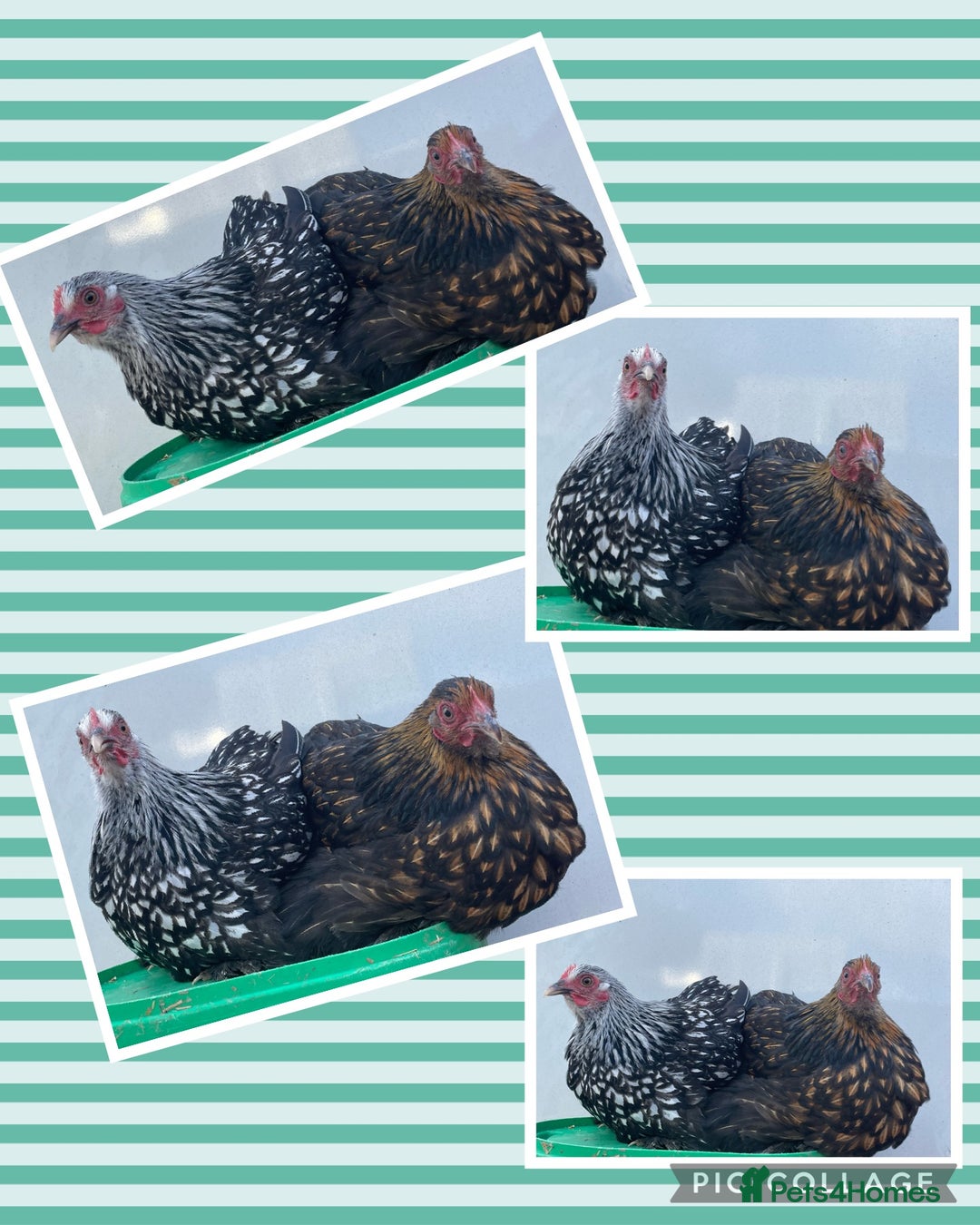 Chickens poultry for sale: Chickens Point of lay hens - Image 5