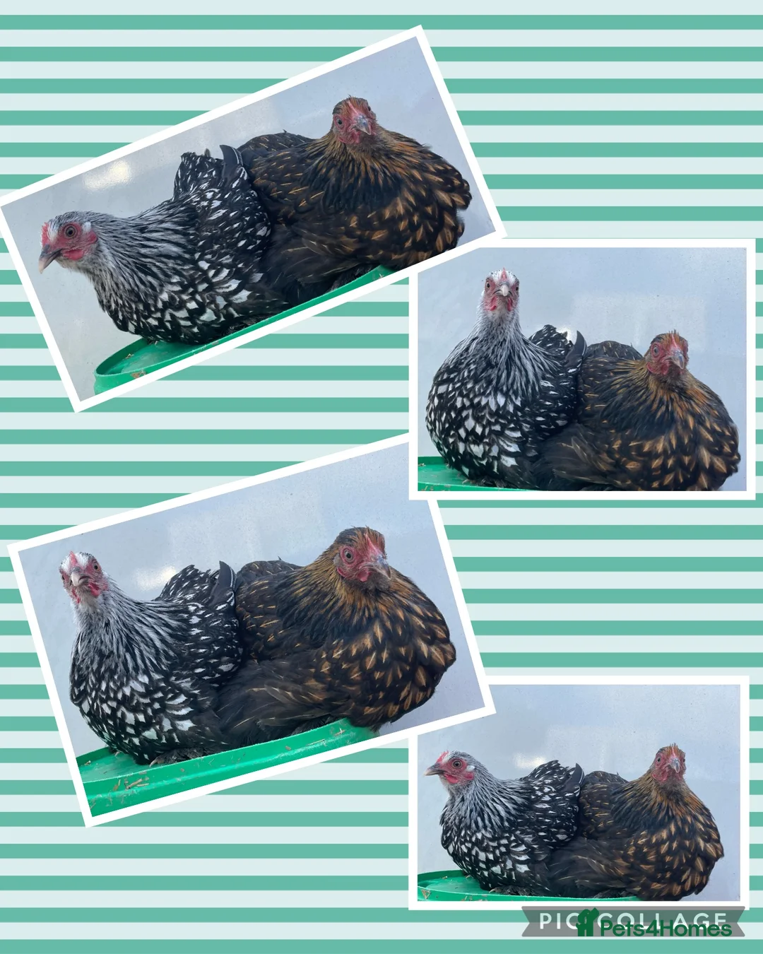 Chickens poultry for sale: Chickens Point of lay hens - Advert 21