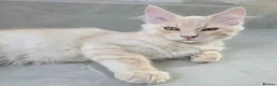 Maine Coon cats for sale: Rare Colour 3/4 Maincoon Ragdoll Mix Kitten - Advert 22