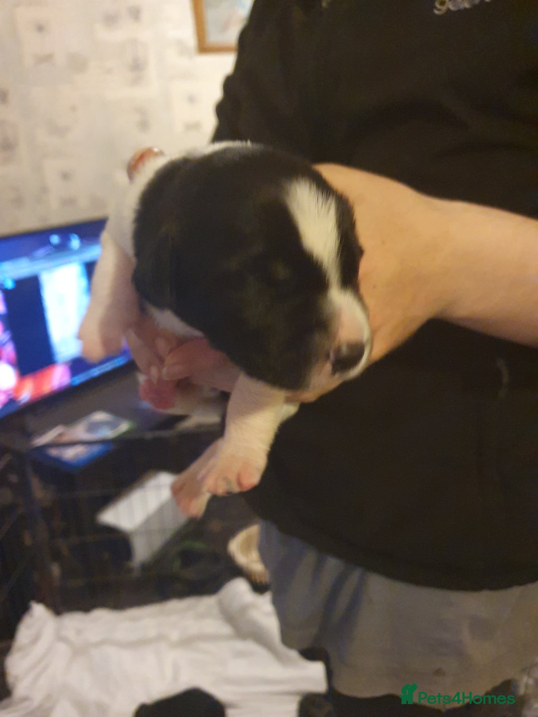 Mixed Breed dogs for sale: Border collie and springerdor puppies - Image 8