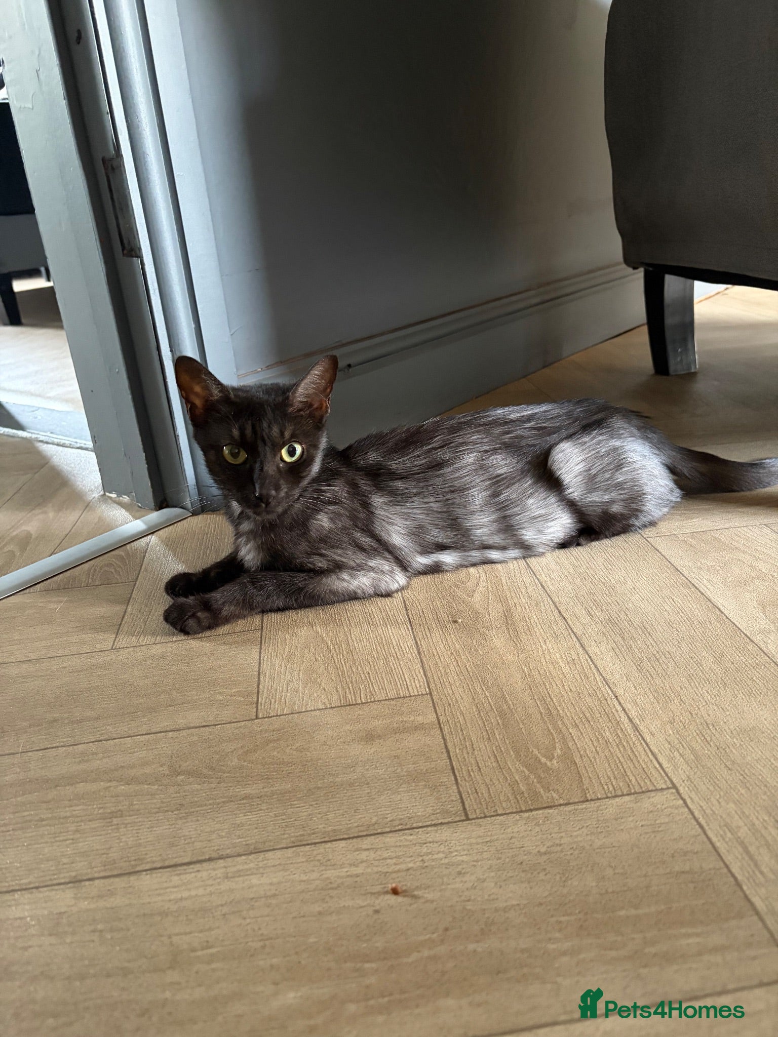 Mixed Breed cats Gorgeous Playful Kittens - Advert 6