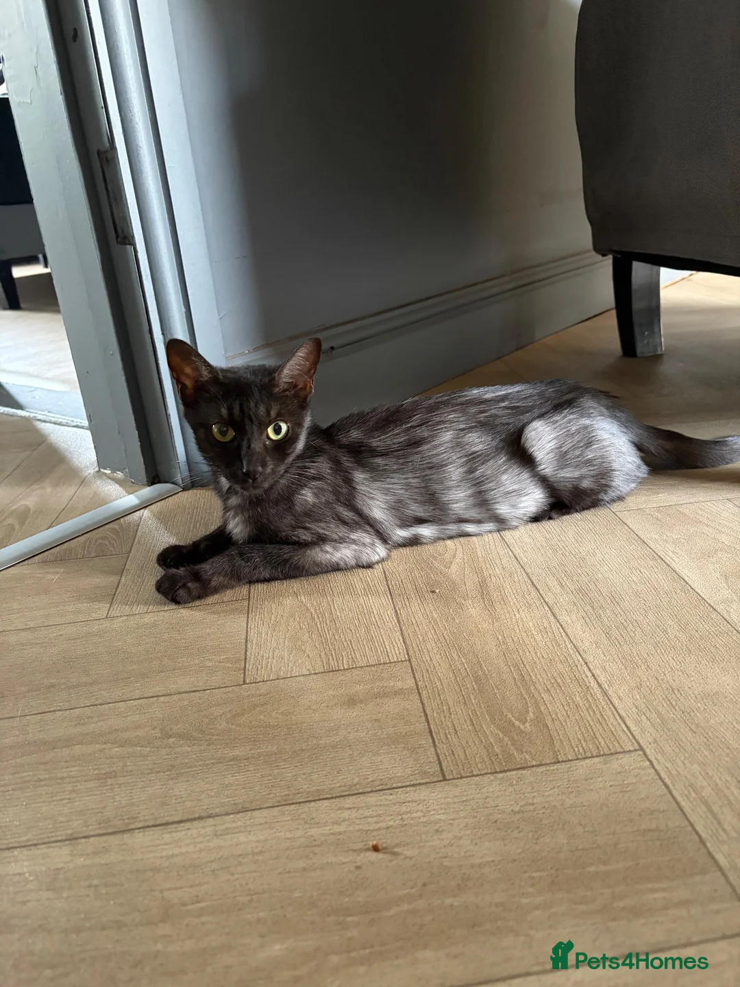 Mixed Breed cats for sale: Gorgeous Playful Kittens - Advert 1