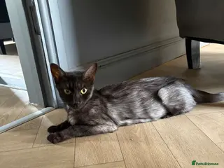 Mixed Breed cats Gorgeous Playful Kittens - Advert 1