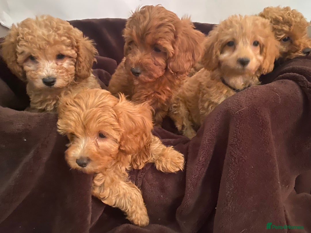 Cavapoo dogs for sale: Extensively DNA 200 tests BVA heart/eyes clear  - Image 2