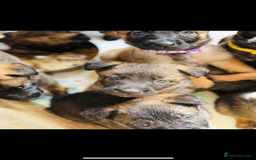 Belgian Shepherd Dog dogs for sale: Skye x Nines very last litter ever! 3B &7G  - Image 4