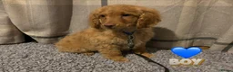Cockapoo dogs for sale: 🐶8 Beautiful Cockapoo puppies🐶 - Advert 23