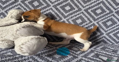 Mixed Breed dogs - Advert 10