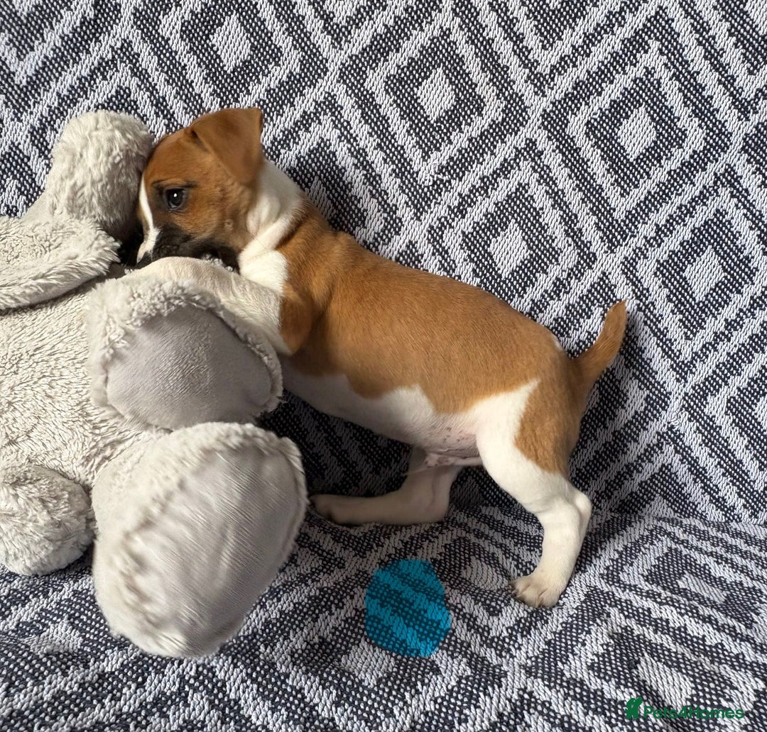 Mixed Breed dogs for sale: 💙 3 Beautiful Boys 💙 - Image 3