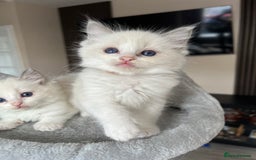 Ragdoll cats for sale: Registered Ragdoll kitttens for sale - Image 34