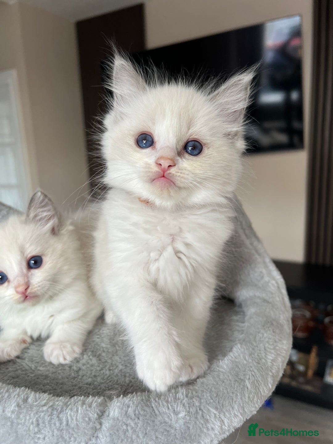 Ragdoll cats for sale: Registered Ragdoll kitttens for sale - Image 34