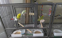 Budgerigars birds for sale: 3 x Budgies & Cage - Image 1