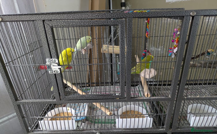 Budgerigars birds - Advert 1
