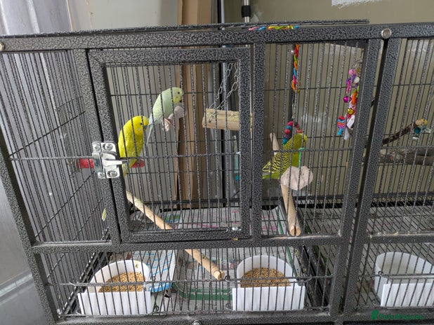 Budgerigars birds - Advert 1