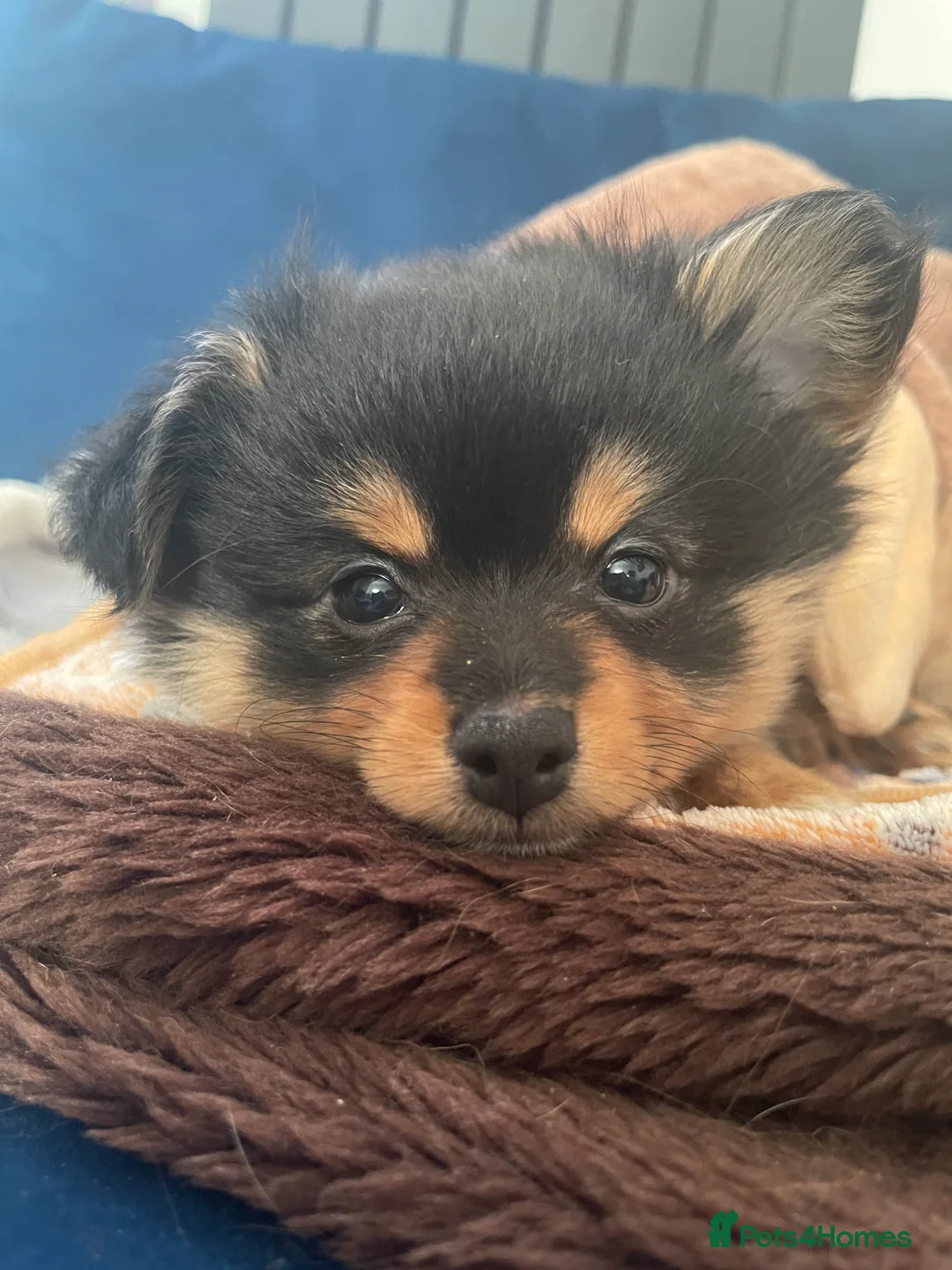 Pomchi dogs for sale: Ready Now☺️3 Pomerinian/Pomchi Puppies❤️ - Advert 20