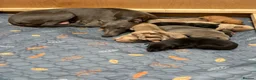 Whippet dogs for sale: Beautiful  KC whippet puppies  - Advert 5