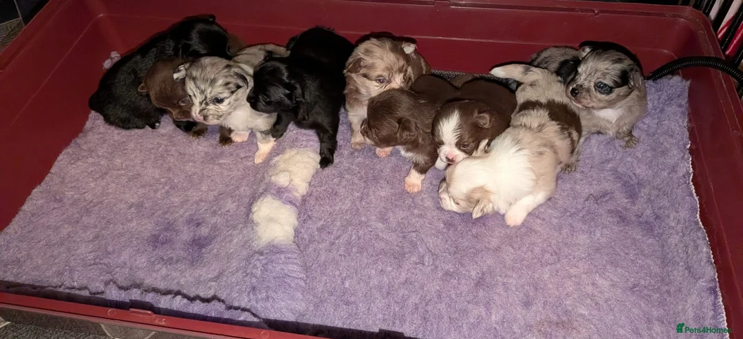 Pomchi dogs for sale: Beautiful Pomchi Puppies Loving 🏠 Reared Litters - Advert 30